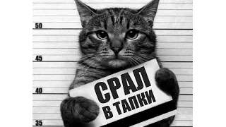 Смешные КОТЫ - Лучшие приколы / Funny cats compilation. Подборка #2