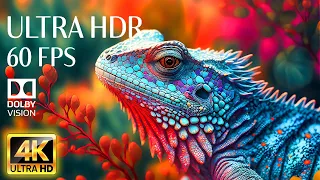 4K HDR 60fps Dolby Vision with Animal Sounds & Relaxing Music (Colorful Dynamic)