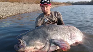 CATFISH IN RIVER RHONE FRANCE by CATFISH WORLD