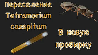 Переселение Tetramorium Caespitum в новую пробирку!!!