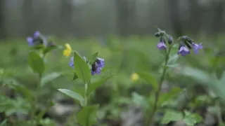 Собачий язык. Йод-трава. Медуница-от лекарства до салата.