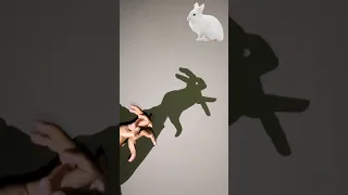 How To Make Rabbit Shadow