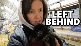 FEELING REJECTED!!! ...a baby left behind, a mama won't lamb, more QUADS and another set of QUINTS!