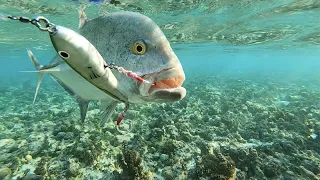 Fishing Rarotonga lagoon.