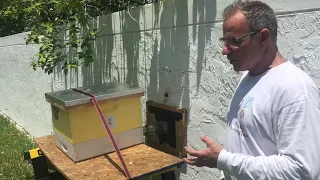 Honey bee removal from concrete