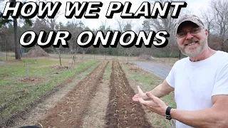 Grow Your Own Onions: The Ultimate Guide To Planting In Rows