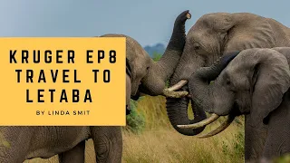 Hugging elephants. Wildlife photography safari traveling from Lower Sabie to Letaba Kruger Park. Ep8