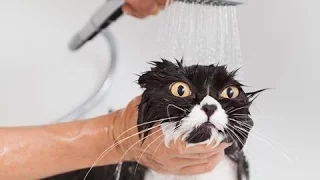 Cats Hate Water | Funny Cats in Water Compilation