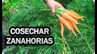 🥕 Como Y Cuando Cosechar Zanahorias 🥕 En El Huerto || La Huertina De Toni