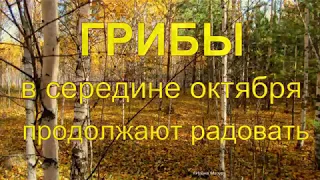 Грибы в середине октября радуют! Благородные продолжают расти.