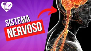 SISTEMA NERVOSO: Resumo com Tudo o que Você Precisa