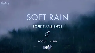 Soft Rain In Forest | NO ADS | Soothing Gentle Rain Sounds For Sleeping🌧