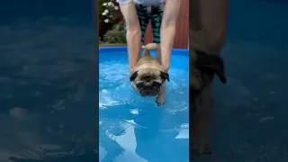 Pugs CAN Swim?! #pug #summervibes #swimming