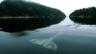 52 Hertz Whale | The Loneliest Whale in the World