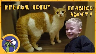 Макс и его друг котик Рыжик играют вместе