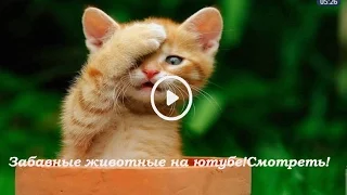 Забавные животные на ютубе!Смотреть!(Funny Animals on YouTube! Watch!)