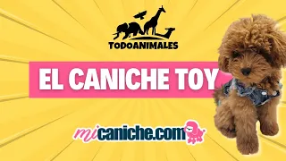 EL CANICHE TOY 🐾 #toypoodle #canichetoy