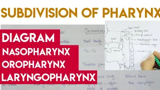 Subdivision of pharynx - Nasopharynx, oropharynx, laryngopharynx