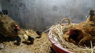 Two Broody Hen Hatching One by One