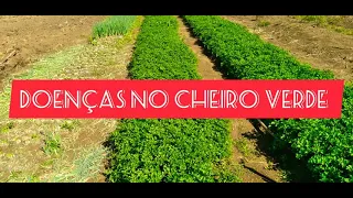 pragas e doenças do cheiro verde como controlar??