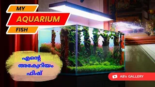 MY PLANTED AQUARIUM FISH | MALAYALAM | എൻ്റെ പ്ലാൻ്റഡ് അക്വേറിയം ഫിഷ് | മലയാളം | Full HD Video -2022