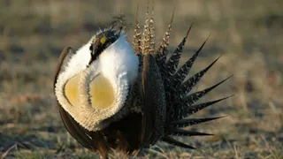 Top 10 Things You Should Know About Sage Grouse