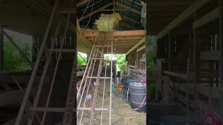 Old Case Hay Elevator #farming #hay #shorts