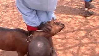 African drinking Goat Blood