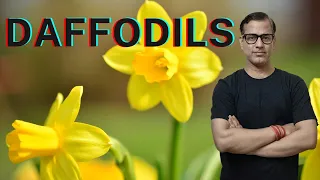 Daffodils by William Wordsworth | Treasure Trove Daffodils ICSE Class 10 | @sirtarunrupani
