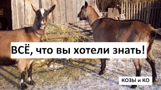 КОЗЫ и КО