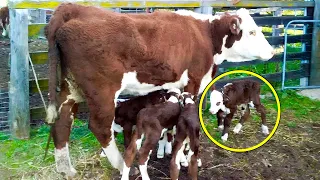 When This Farmer Noticed What His Cow Gave Birth To, He Screamed Loudly!