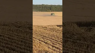 Beautiful barley harvest. Northern Alberta 🇨🇦