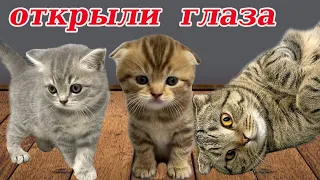 Видео про кошку! Котята открыли глаза! Мама кошка