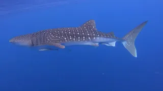 4k Video whale shark in Eilat Israel