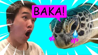 The Origin of Fibropapillomatosis - A Sea Turtle Cancer Rap (Vincent Chan, BIOE-20B)