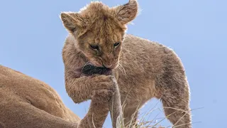 lion cub playing with mom's Tail