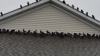 Apocalyptic pigeons invasion in Ames Iowa October 1st 2018