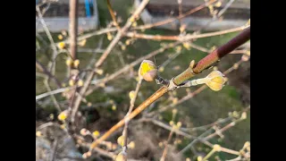 С первым днем весны! Первые весенние работы