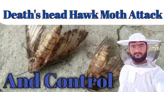 Death's head Hawk Moth attack and Control | Honey bees Enemy | Beekeeping | Beehives