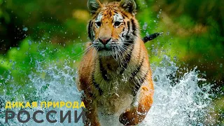 Дикая природа России / Wild Russia E03