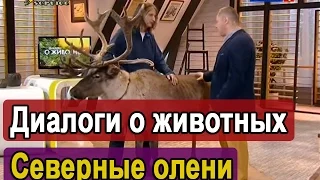 Диалоги о животных: о наших северных оленях, канал Россия 1