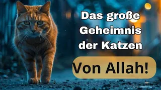 Die unglaublichen Geheimnisse der Katzen im Islam 🐱