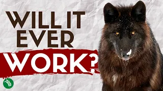 Will Wolves Ever Return to the UK?