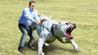 Les Chiens Les Plus Dangereux Au Monde!