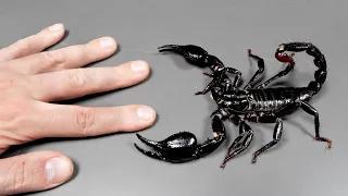 Skorpion cesarski - FAKTY i MITY
