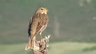 Corn bunting (Emberiza calandra) singing