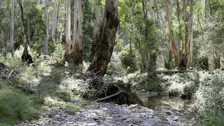 "A Bush Christening" by A.B. "Banjo" Paterson (poem)