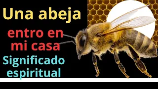 Significado espiritual de las abejas dentro de casa   Tienen un mensaje para ti. Animales de poder.