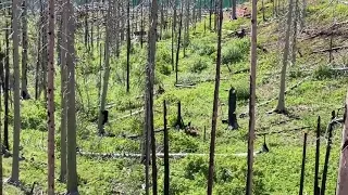 Glacier National Park: Grizzly and Black Bear