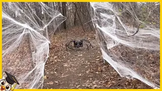 25 gruseligste Spinnenvideos, die du NICHT alleine anschauen solltest